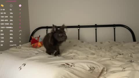 Snapshot of rottenlullaby chatting on October 23, 2025, 6:06 pm  - my telegram channel online show from October 23, 2025, 6:06 pm