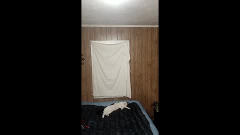 PupTwink online show from February 3, 2026, 7:46 am