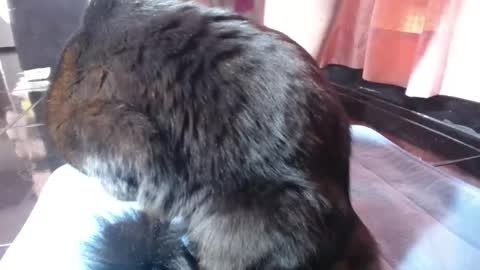 Snapshot of sasha_start chatting on March 1, 2026, 2:52 pm sasha start online show from March 1, 2026, 2:52 pm