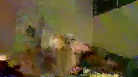 Snapshot of savagetongu3e chatting on December 5, 2025, 8:05 pm savagetonguee online show from December 5, 2025, 8:05 pm