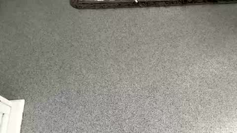 scottyc48 online show from November 8, 2025, 10:04 am