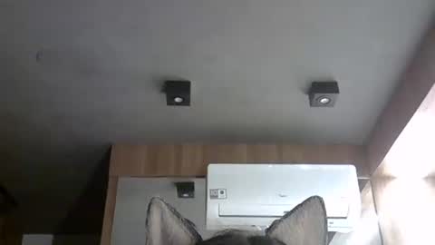skinnykittencam online show from November 12, 2025, 7:42 am