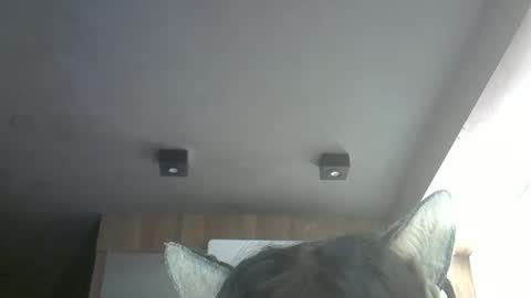 skinnykittencam online show from May 12, 2026, 11:51 am