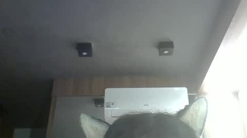 skinnykittencam online show from May 16, 2026, 10:36 am