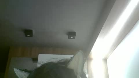 skinnykittencam online show from May 20, 2026, 2:29 am