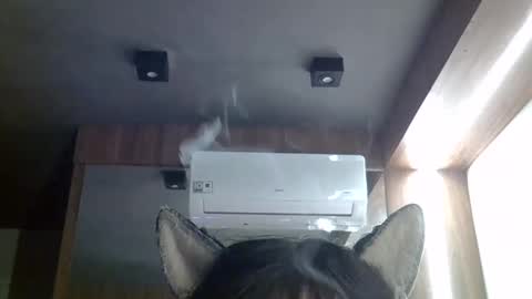 skinnykittencam online show from May 20, 2026, 2:45 pm