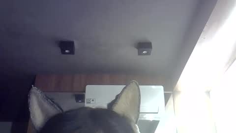 skinnykittencam online show from May 29, 2026, 9:29 am