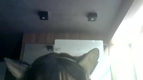 skinnykittencam online show from July 9, 2026, 7:34 am