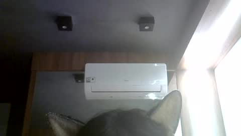 skinnykittencam online show from August 7, 2026, 2:57 am
