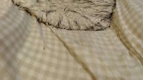 skinnytrans69 online show from January 16, 2026, 12:09 pm