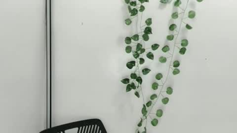 Snapshot of smellon_shake chatting on October 9, 2025, 6:33 am Julia online show from October 9, 2025, 6:33 am