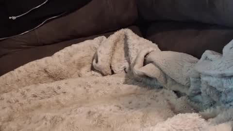 smitten_kitten1313 online show from February 22, 2026, 2:34 am