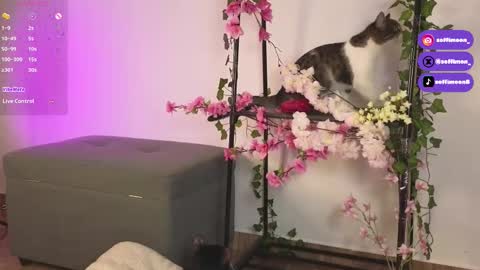 Snapshot of soffimoon_ chatting on October 10, 2025, 2:21 am IG Soffimoon   I THANK YOU FOR LEAVING YOUR FOLLOW online show from October 10, 2025, 2:21 am