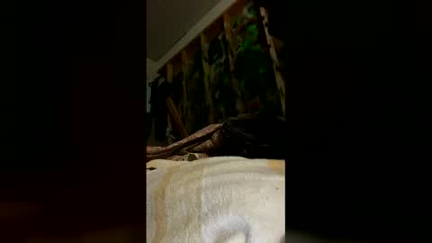 sohan730903 online show from March 16, 2026, 8:29 am