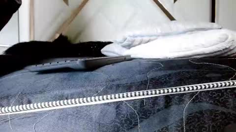 SophiaLee online show from February 13, 2026, 1:12 am