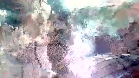 Snapshot of spence6669_tree chatting on November 15, 2025, 1:51 pm spence6669_tree online show from November 15, 2025, 1:51 pm