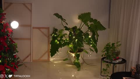 Snapshot of tifalock_ chatting on December 14, 2024, 9:13 pm Tifa online show from December 14, 2024, 9:13 pm