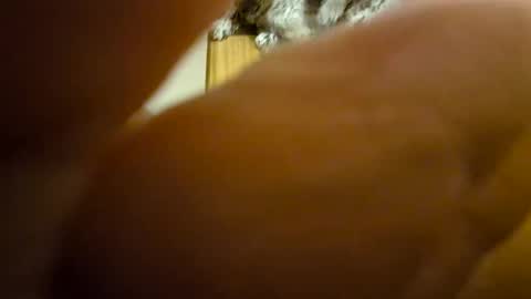 Toady online show from December 8, 2024, 11:35 am