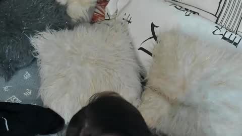 Vit a Viper online show from September 30, 2025, 11:32 pm