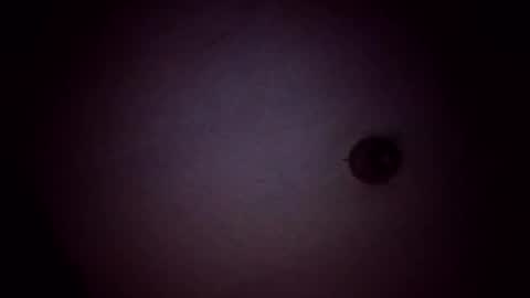 Snapshot of vujadetr chatting on February 21, 2026, 8:04 am vujadetr online show from February 21, 2026, 8:04 am