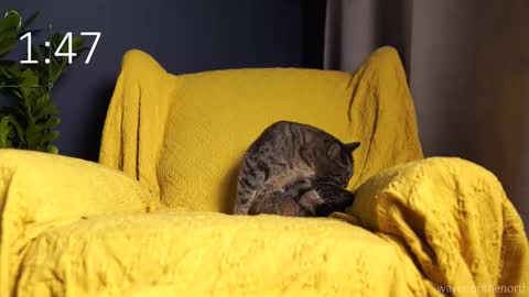 Snapshot of waynenorth chatting on September 21, 2025, 3:13 pm waynenorth online show from September 21, 2025, 3:13 pm