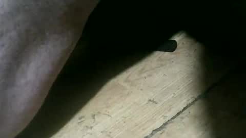 wolfbo6699 online show from November 22, 2025, 5:06 am