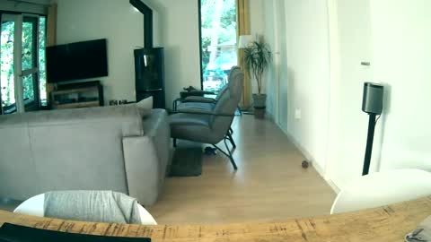 woodwurm and Snoeske online show from June 19, 2026, 5:34 am