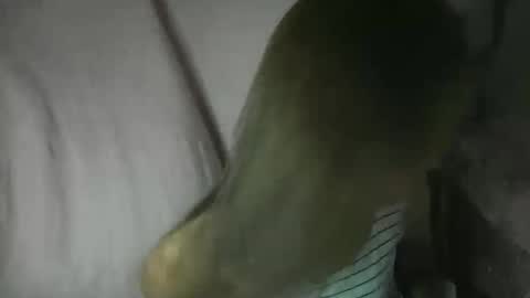 Glenda online show from February 3, 2026, 2:11 pm