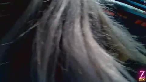 ZYA online show from December 4, 2024, 1:36 am