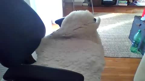 Snapshot of zyggy87 chatting on February 23, 2026, 6:55 am zyggy87 online show from February 23, 2026, 6:55 am