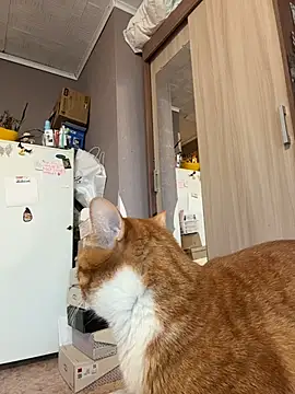 AmmyHot online show from January 13, 2026, 4:07 am