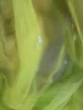 joya bhabi online show from November 3, 2025, 2:29 pm