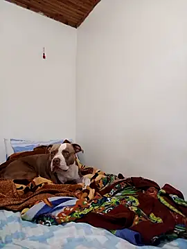 sebasxx97 online show from November 12, 2025, 2:17 pm