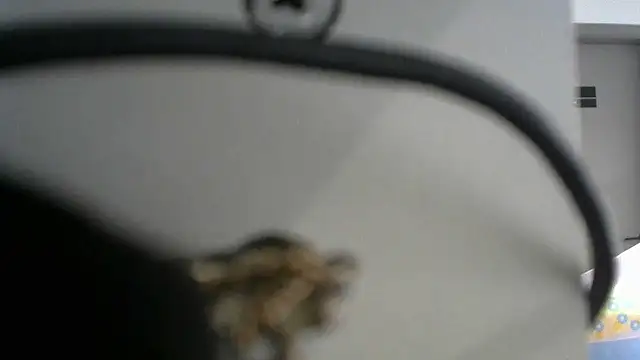 Snapshot of lovense_test04 chatting on September 19, 2025, 2:46 am lovense test04 online show from September 19, 2025, 2:46 am