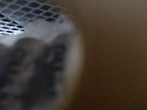 Snapshot of lovense_test04 chatting on October 31, 2025, 9:21 am lovense test04 online show from October 31, 2025, 9:21 am