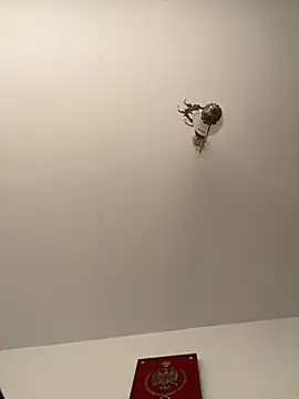 roohblak online show from February 8, 2026, 4:43 pm