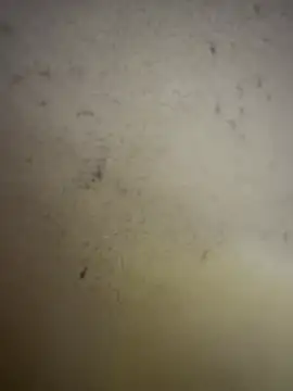 Gladiator 3 online show from February 14, 2026, 11:07 am