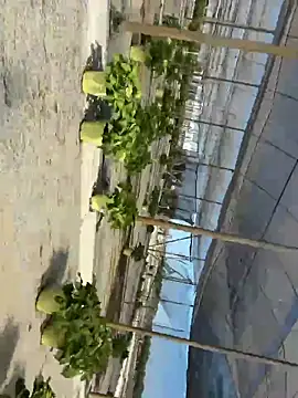Snapshot of Jose_rz chatting on May 2, 2026, 8:03 pm Jose rz online show from May 2, 2026, 8:03 pm