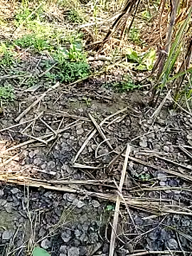 Snapshot of RockyNonStop chatting on February 11, 2025, 4:55 am RockyNonStop online show from February 11, 2025, 4:55 am