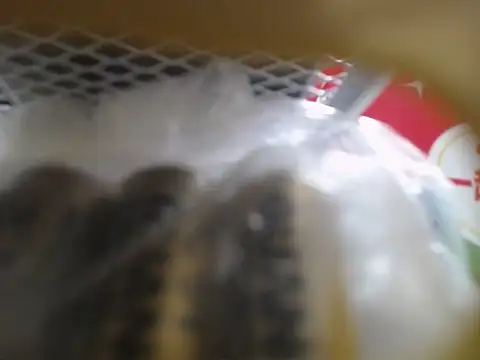 Lovensetest online show from October 10, 2025, 3:05 am