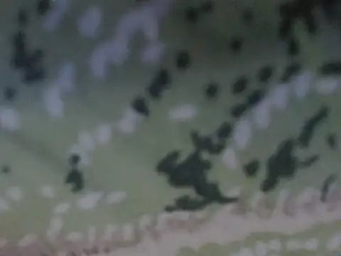 silky milky online show from October 31, 2025, 8:21 pm