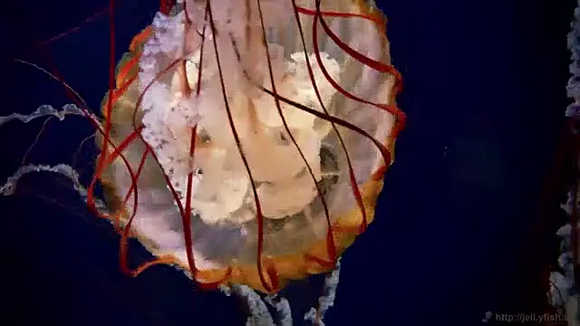 Snapshot of streamy_test11 chatting on December 3, 2024, 9:55 am streamy test11 online show from December 3, 2024, 9:55 am