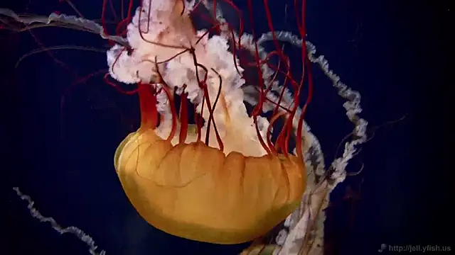 Snapshot of streamy_test11 chatting on December 5, 2024, 8:22 am streamy test11 online show from December 5, 2024, 8:22 am