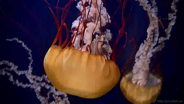 Snapshot of streamy_test11 chatting on December 16, 2024, 8:09 am streamy test11 online show from December 16, 2024, 8:09 am