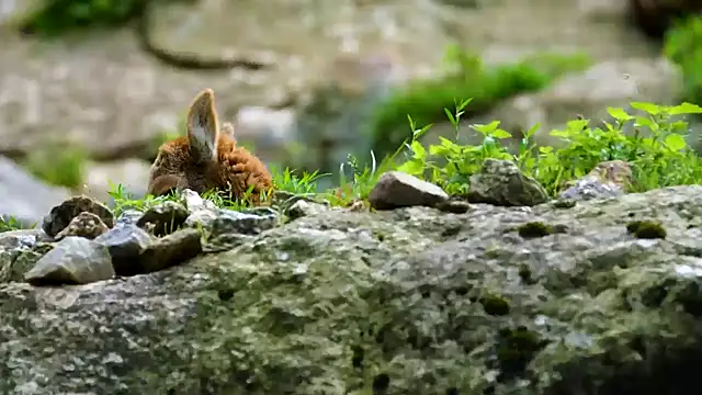 Snapshot of streamy_test11 chatting on January 7, 2025, 3:44 pm streamy test11 online show from January 7, 2025, 3:44 pm