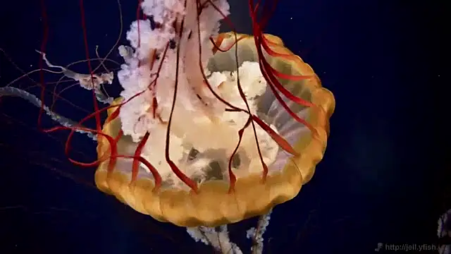 Snapshot of streamy_test11 chatting on January 14, 2025, 8:20 am streamy test11 online show from January 14, 2025, 8:20 am