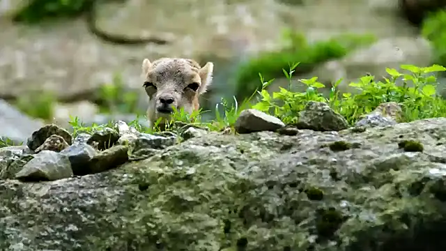 Snapshot of streamy_test11 chatting on February 3, 2025, 12:03 pm streamy test11 online show from February 3, 2025, 12:03 pm