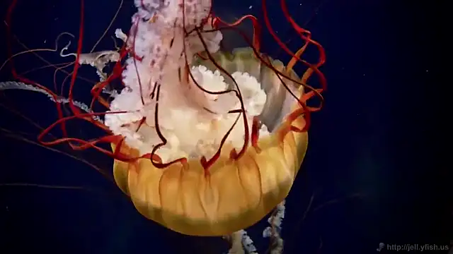 Snapshot of streamy_test11 chatting on February 19, 2025, 8:33 am streamy test11 online show from February 19, 2025, 8:33 am