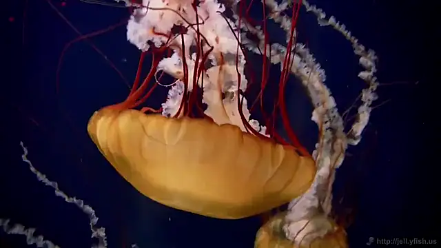 Snapshot of streamy_test11 chatting on September 11, 2025, 12:38 pm streamy test11 online show from September 11, 2025, 12:38 pm