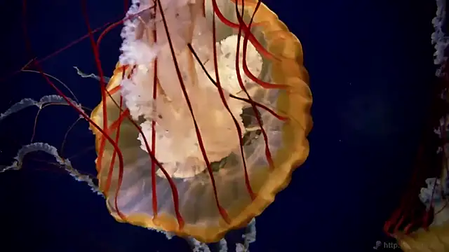 Snapshot of streamy_test11 chatting on September 24, 2025, 7:55 am streamy test11 online show from September 24, 2025, 7:55 am